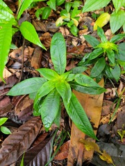 Sauvagesia elata
