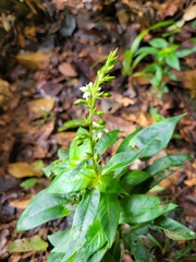 Sauvagesia elata