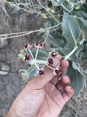 Asclepias californica