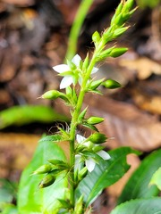 Sauvagesia elata