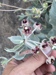 Asclepias californica