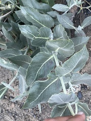 Asclepias californica