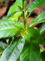 Sauvagesia elata