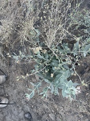 Asclepias californica