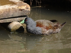 Porphyriops melanops crassirostris