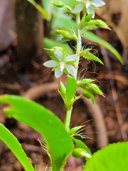 Sauvagesia elata