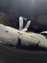 Brachynemurus