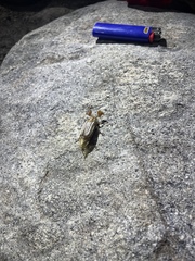 Polyphylla decemlineata