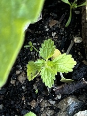 Hesperocnide tenella