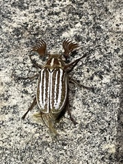 Polyphylla decemlineata