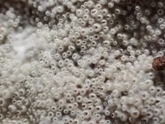 Porotheleaceae