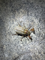 Polyphylla decemlineata