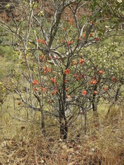 Brachychiton megaphyllus