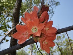 Brachychiton megaphyllus