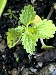 Hesperocnide tenella