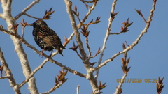Sturnus vulgaris