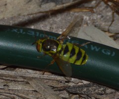 Odontomyia cincta