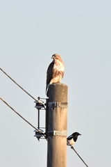 Buteo japonicus
