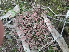 Euphorbia dallachyana