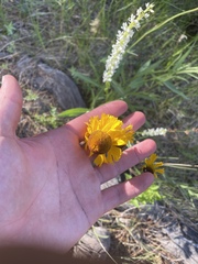 Helenium bigelovii