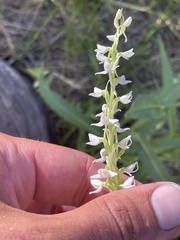 Platanthera dilatata leucostachys