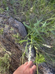 Platanthera dilatata leucostachys