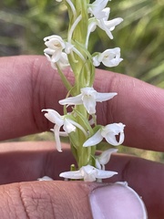 Platanthera dilatata leucostachys