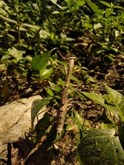 Phasmomantis sumichrasti