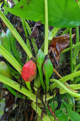 Syngonium podophyllum