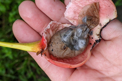 Syngonium podophyllum