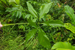 Syngonium podophyllum