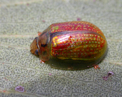 Paropsisterna bimaculata