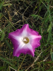Ipomoea mairetii