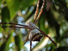 Argiope