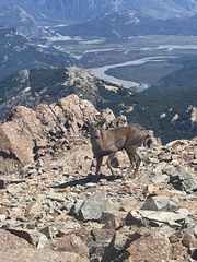 Hippocamelus bisulcus