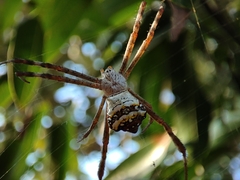 Argiope