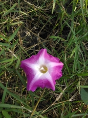Ipomoea mairetii