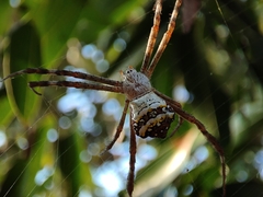 Argiope