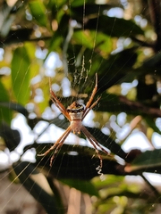 Argiope