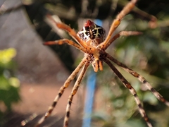 Argiope