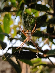 Argiope