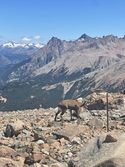 Hippocamelus bisulcus