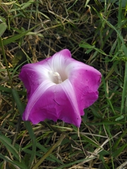 Ipomoea mairetii