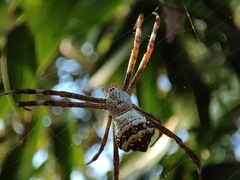 Argiope