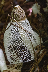 Phallus indusiatus