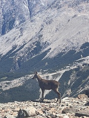 Hippocamelus bisulcus