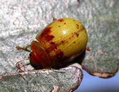 Paropsisterna interstitialis