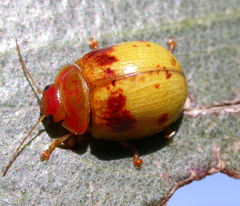 Paropsisterna interstitialis
