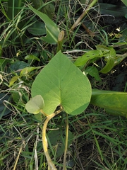 Ipomoea mairetii