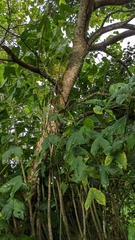 Montrichardia arborescens